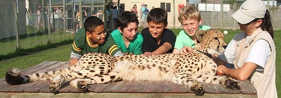 Four boys with a cheetah