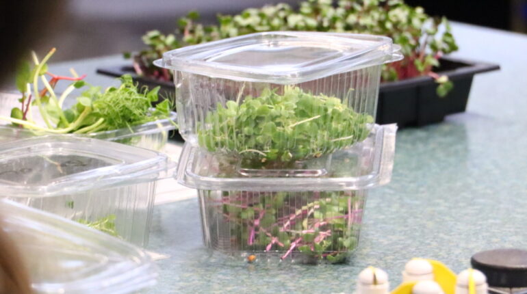 cress in plastic containers