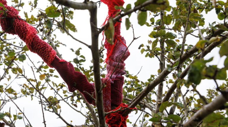 cloth in the tree