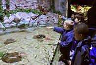 Children in the Sealife Aquarium