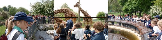 Children and giraffes at Whipsnade